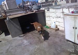 بالصور.. مهلة لأصحاب عشش الطيور والكلاب لإزالتها في بورسعيد