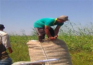 بالصور.. الانتهاء من الجنية الأولى للقطن في الإسماعيلية