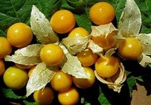 هذا ما يحدث للكلي عند تناول الحرنكش.. لن تتوقع 