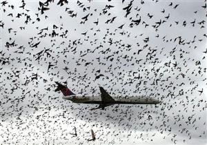 بالصور- ماذا يحدث عندما تهاجم الطيور طائرة في الجو؟