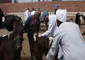 حملة لتحصين 15 ألف رأس ماشية ضد الحمى القلاعية بأسوان
