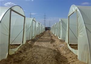 برلماني يشيد بجهود الحكومة لتجهيز أراض بوسط سيناء للزراعات الموسمية الشتوية