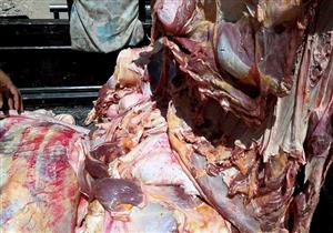 بالصور- ضبط 500 كيلو جرام لحوم فاسدة في سوهاج