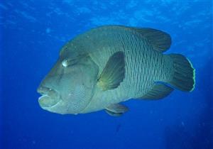 مدير معهد علوم البحار: "لحقنا سمكة نابليون قبل ما تتقطع وتتباع"