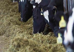 تدشين أول مركز لإنتاج الأعلاف من تدوير مخلفات اللحوم بالإسكندرية