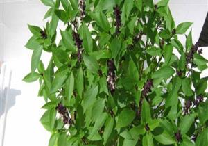 بذور الريحان.. مفتاح الصحة والجمال 