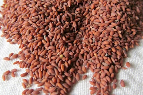 هل حب الرشاد يعالج هشاشة العظام؟