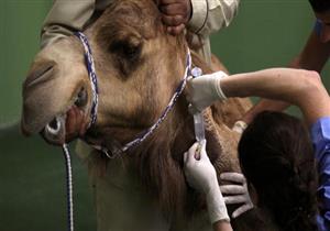 مستشفى جديد لعلاج الإبل في دبي