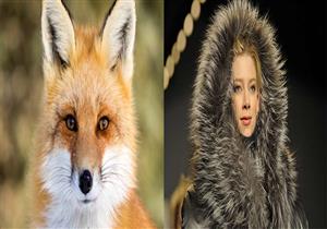 ماركات عالمية تعلن توقفها عن استخدام "فرو الحيوانات" لهذا السبب