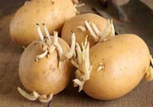 هل البطاطس تصلح للطعام بعد ظهور البرعم على قشرتها؟..دراسة تجيب
