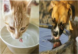 علي جمعة: المسلمون أول من اخترعوا "مساقي للكلاب والقطط" - فيديو