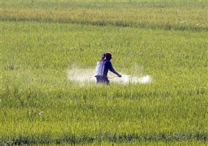 خاص| "باركود".. الزراعة تعلن منظومة جديدة لتوزيع الأسمدة