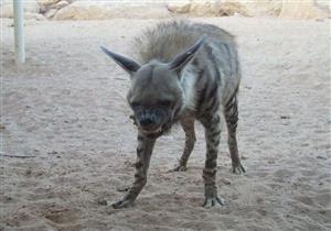 التهم 30 رأس أغنام.. حيوان ضال يثير الذعر في الدقهلية