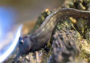   بالفيديو.. تعرف على السمكة التي لا تجيد السباحة وتخاف من الماء