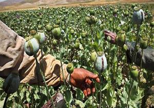 الأمم المتحدة: تراجع إنتاج الأفيون في ميانمار خلال 2017