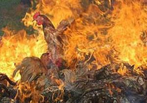 اندلاع حريق بمزرعة دواجن بالفيوم.. ونفوق "3 آلاف كتكوت"