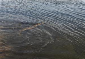 بالصور.. ظهور تمساح بالنيل في أسوان.. والمحميات: اللقطات في هذه المنطقة