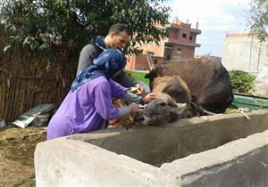 بالصور - "الحمى القلاعية" بكفر الشيخ.. وباء يحصد رؤوس الماشية ونفي رسمي