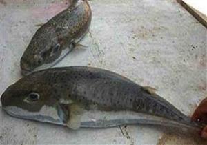 ضبط 86 كيلو من أسماك "البقرة" السامة فى الإسكندرية