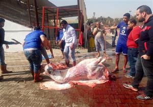 بالصور- بسبب إصاباته المتكررة.. ربيعة يذبح "عجلا" في التتش