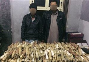 ضبط ربع طن بانجو قبل بيعها في السويس