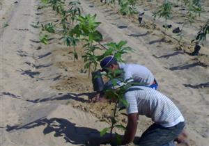 زراعة 213 شجرة في الأسبوع البيئي الأول لجامعة المنيا