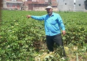 نقيب الفلاحين بدمياط: بدء زراعة القطن "92" بعد موافقة الوزارة