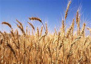 نقيب الفلاحين ببلقاس عن تسعيرة إردب القمح: الفلاح مهدور حقه 