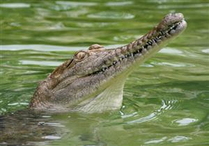 بالصور- التوانسة يرجمون تمساحا حتى الموت