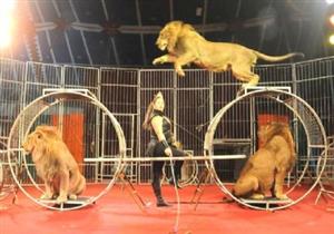 الثقافة توضح حقيقة إطلاق خرطوش أثناء فقرة الوحوش بالسيرك