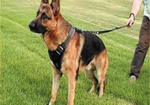 "السم مش حل".. محافظون سابقون عن "كلاب الحراسة": تطبيق القانون بكل حسم 