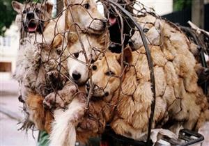 رغم أنها من الوجبات المفضلة.. تايوان تحظر تناول القطط والكلاب