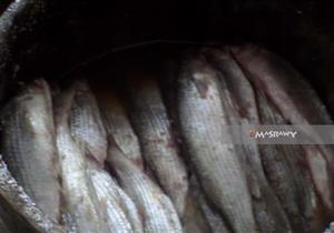 هنا "نبروة".. مصدّرة "الفسيخ" لمصر والوطن العربي.. "فيديو وصور"