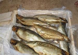 ضبط 23 صندوق رنجة منتهية الصلاحية في المنوفية