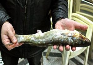 الأسماك "القاتلة" التي يُقبل عليها المصريون في عيد الربيع