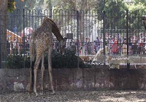 بالصور- من داخل القفص.. كيف ترى الحيوانات زائريها؟