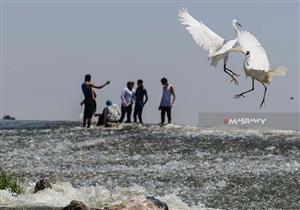 صورة اليوم- في القناطر الخيرية.. "أبو قردان" يشم النسيم