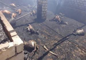 مصرع عجوز ونفوق 10 رؤوس ماشية في حريق  بسوهاج