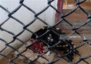 بالصور.. "الطب البيطري": "نسر كفر الشيخ" إستوائي ومدرب على المراسلات