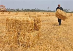 مع بدء موسم حصاد القمح.. مزارعون بالأقصر لـ"مصراوي": "ضهرنا انحنى بسبب التعويم"