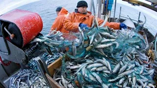 الثروة السمكية تكشف أسباب ارتفاعِ الأسعارِ الفترة الأخيرة