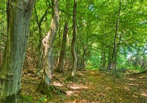 سفراء وممثلو منظمات دولية يشاركون في زراعة "الحزام الأخضر" بالخرطوم