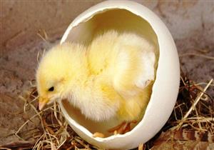 باحثون ألمان يقطعون شوطا جيدا باتجاه تحديد "جنس البيضة" 