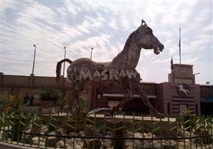 باللاكيه الأبيض.. الشرقية تمسخ حصان الخردة