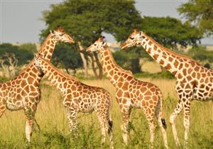 بالفيديو- بماذا سميت زرافة تابع ولادتها الملايين حول العالم؟