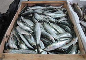 ضبط تاجرين لعرضهما ربع طن سردين فاسد في سوق ببني سويف