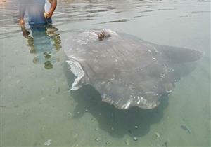 بالصور.. البيئة تستعين بالبحرية لإنقاذ سمكة نادرة مبتورة الزعنفة في نوبيع