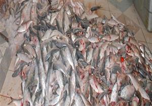 إغلاق مصنع شهير للأسماك المدخنة بالجيزة لوجود مخلفات فئران