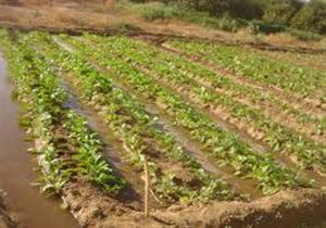 "الدلتا للسكر" تستلم 365 ألف طن بنجر من المزارعين