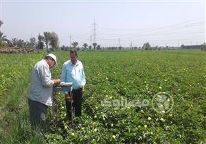 بالصور- الدقهلية تتوسع بزراعة "الذهب الأبيض".. ومخاوف من الذبابة البيضاء
